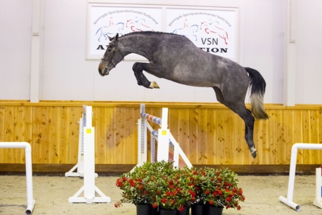 Diamant x Bamako topper bij VSN Veiling