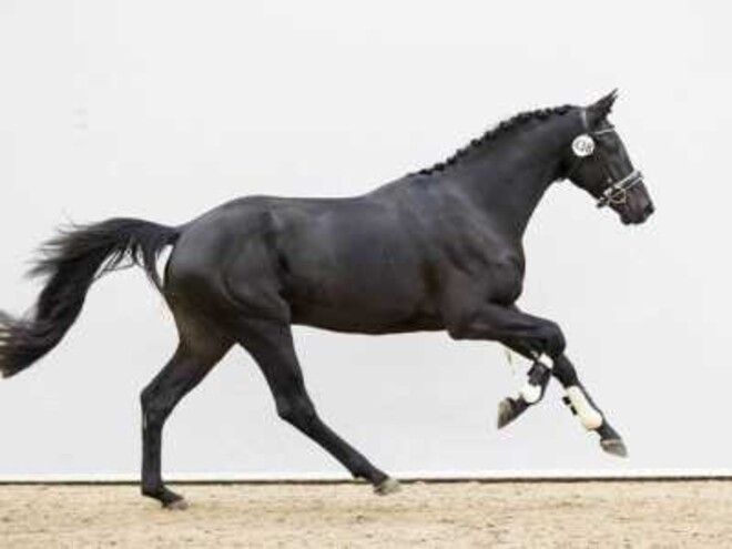 €34.000 voor topper tijdens KWPN Online!