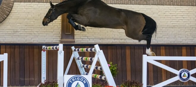 Trigor Auctions sluit het jaar af in stijl!