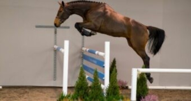 Succesvolle eerste editie van HX Auctions!