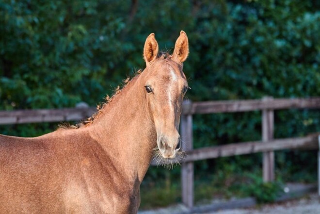 Nationale Veulenkeuring Eventing