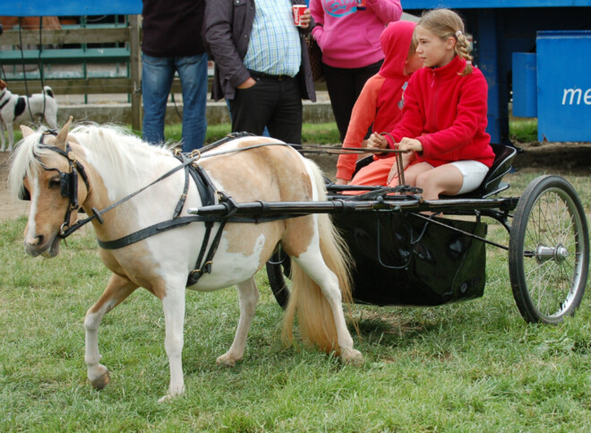 Show en demo mennen, miniatuurpaarden, 8-9/8