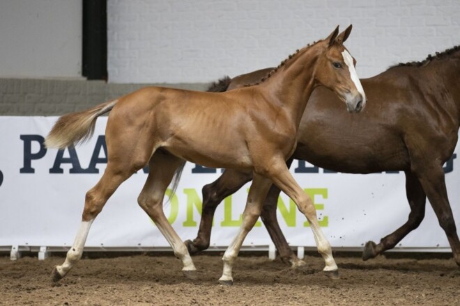Bijna €20.000 voor embryo Baloubet du Rouet