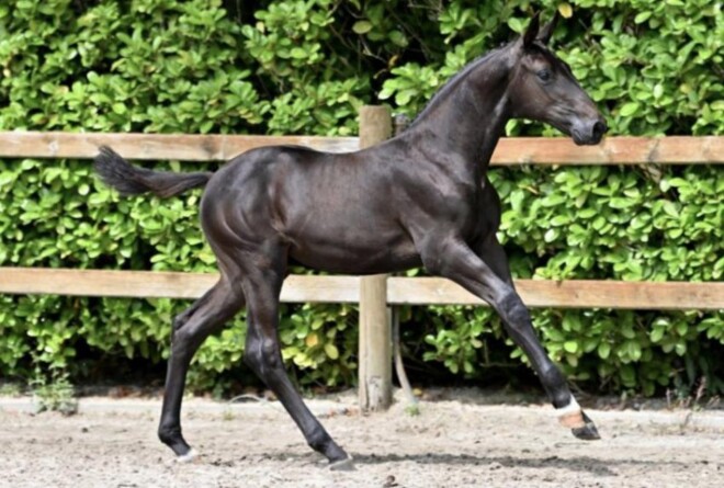 Opnieuw record voor Foal Auction 111!