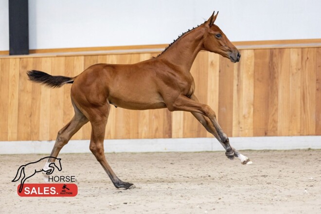 De derde ronde van HorseSales  gaat als geslaagd de boeken in