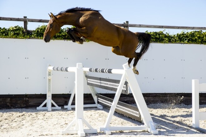 Youhorse.auction: €36.000 voor Harley Star