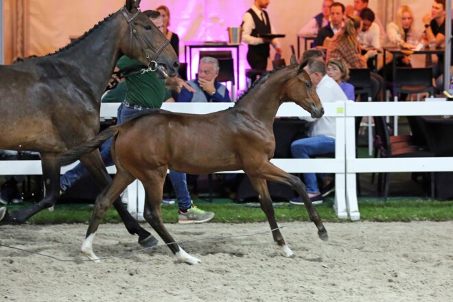 ‘Flanders’ veilt Oh La La’s kleindochter Best Queen voor 42.000 euro