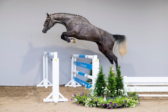 Napoleon is veilingtopper in HX Auctions!