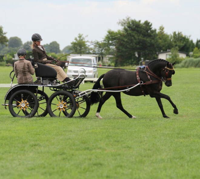 Finale Talentencompetitie voor jonge menpaarden en -pony's