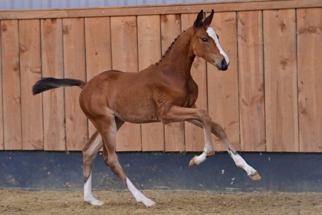 Veulens om van te watertanden bij HorseDeals