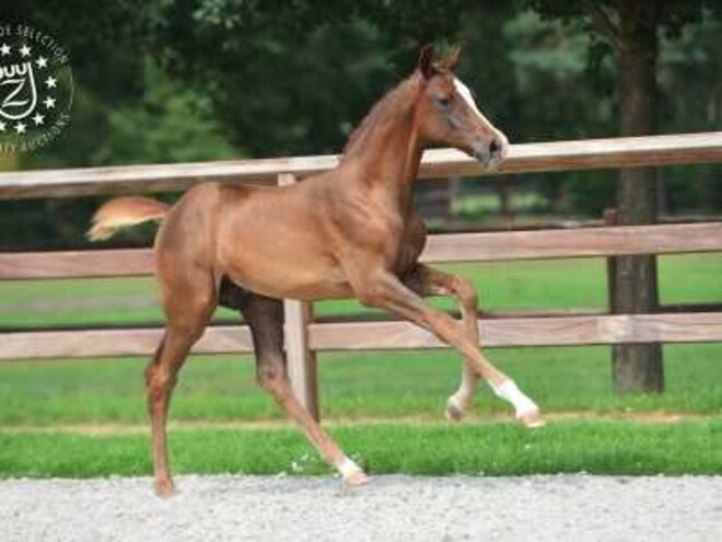 € 70.000 voor Con Amore JT Z