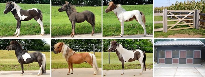Falabella paarden & stallen onder de hamer