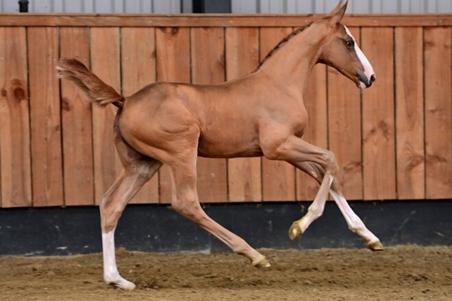 Niels Bruynseels doet inkopen bij Horsedeals