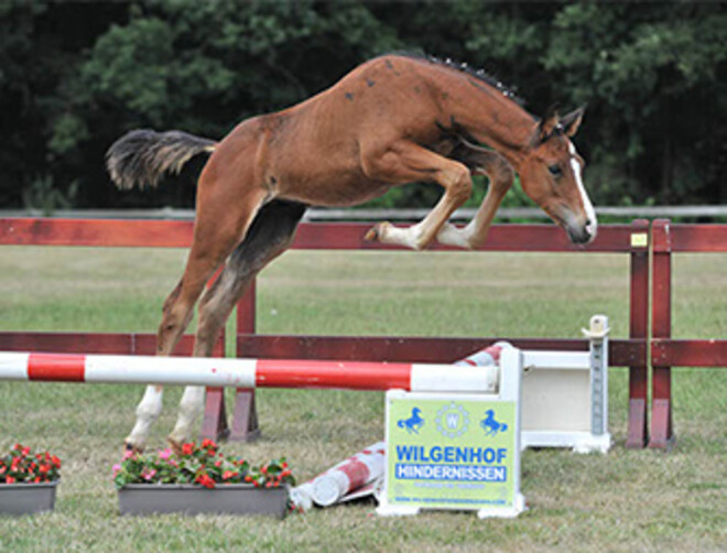 Belgian Horses Auction, veiling De Warre 2013, collectie online!