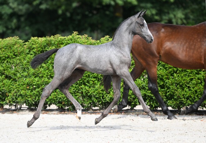 € 106.000 voor Chivas 2000 Z, broer van Dominator 2000 Z!