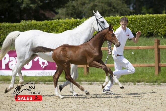 Goede cijfers op tweede HorseSales.Auction!