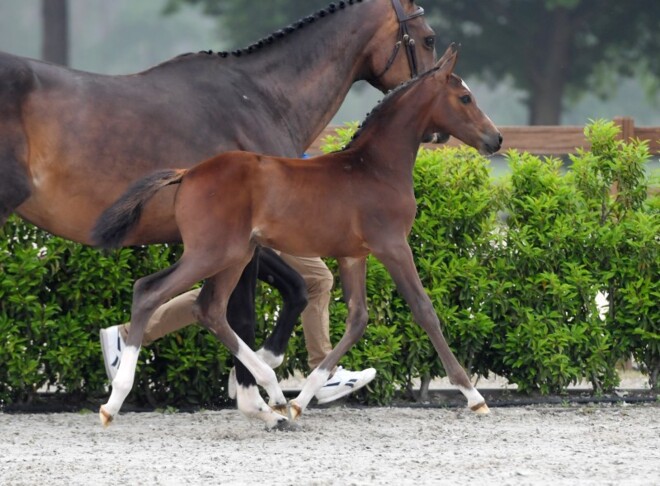 28.000 euro voor Chantilly AEG Z!