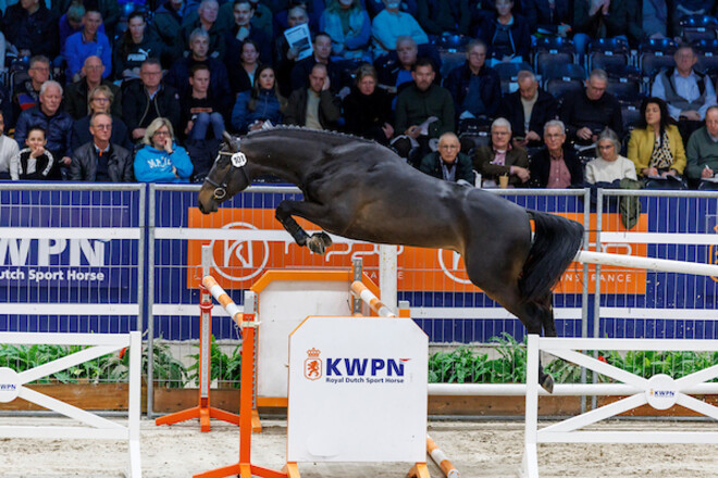 Zes springhengsten gehuldigd in presentatie premiehengsten