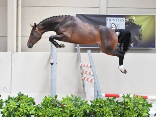 €33.000 voor veilingtopper Hunters Studfarm!