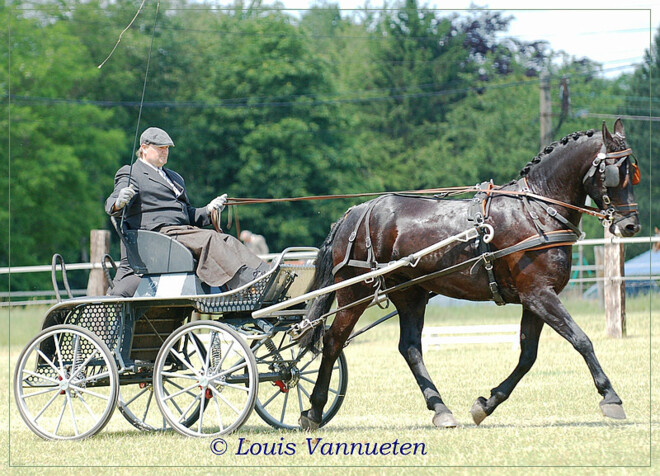 Flémalle, dressuurbekers Geraerts en Soete