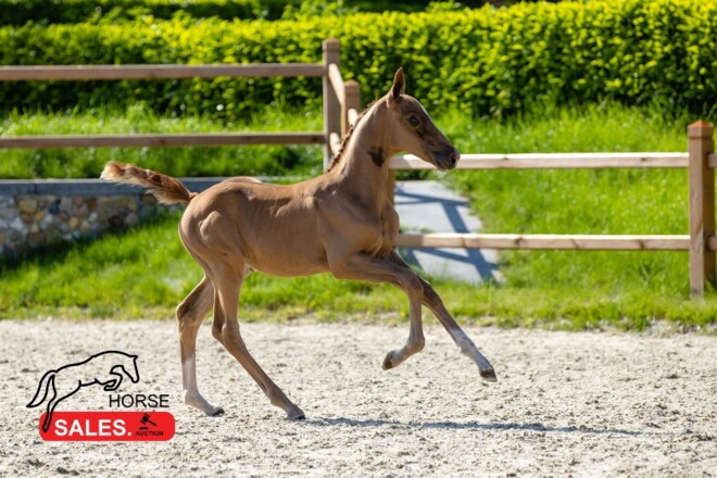 HorseSales.Auction: wachten wordt beloond!