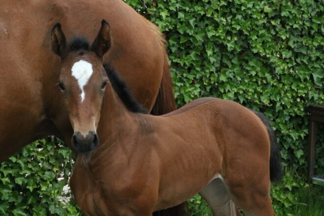 Twee merrieveulens voor 28.000 euro!