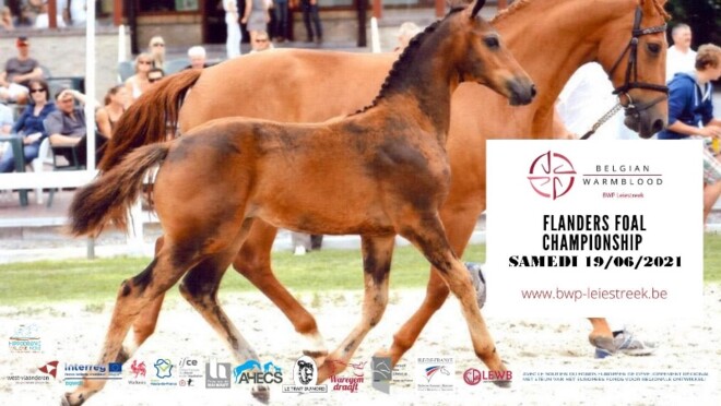 Flanders Foal Championship