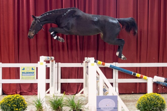 Horse Auction Belgium klaar na 4 selecties