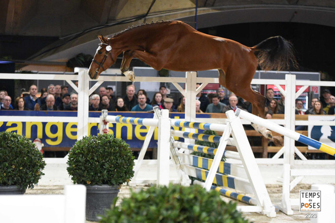 Vitchi de Regor wint het vrijspringen voor 2- en 3-jarigen
