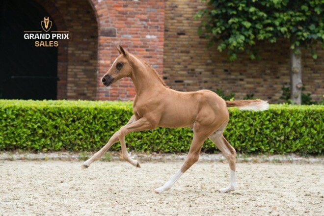 Eerste collectie van Grand Prix Sales online