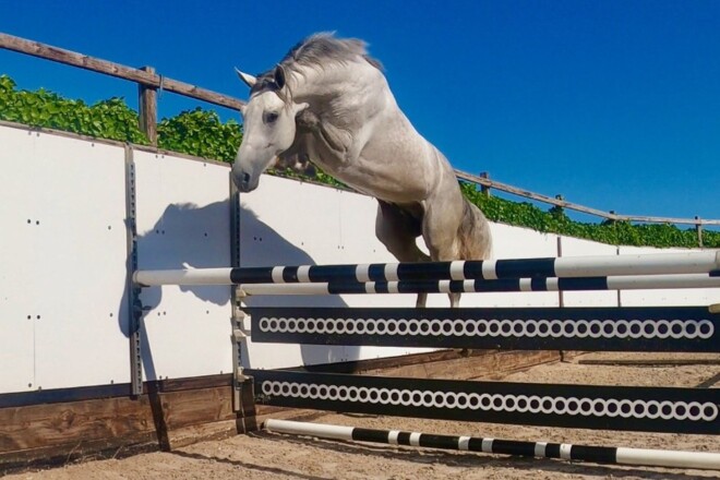 Youhorse.auction: €36.000 euro voor topper!