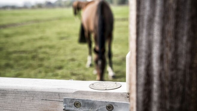 Het welzijn van paarden is erg toegenomen
