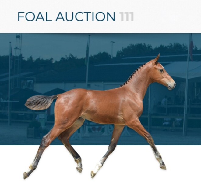 INSCHRIJVEN FOAL AUCTION 111 EDITIE 2020