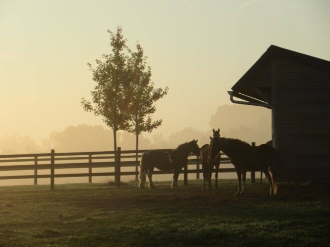 Bescherming voor onze paarden