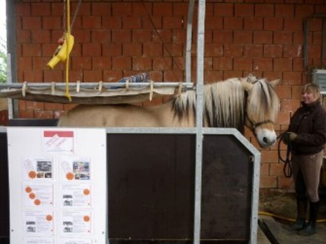 Stem op Hemelbed-te-paard