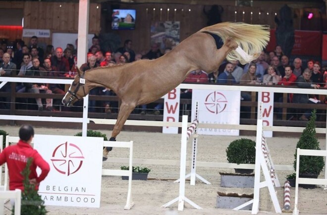 Rio vd Zwartbleshoeve nu ook ter dekking!