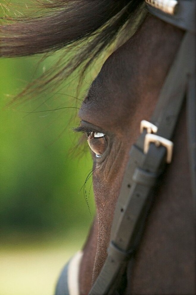 DEELNEMERS ONDERZOEK PAARDENSPORT GEZOCHT!