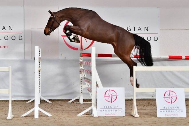 Een analyse van de BWP Young Horses Auction
