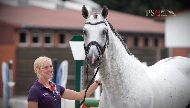 Online auction stallion prospects: 27/9-7/10