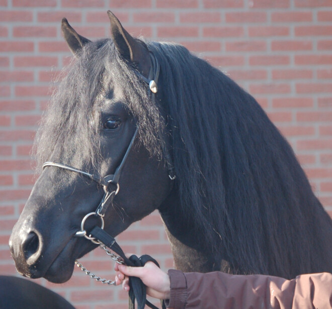 Nu zondag Arabo-Friese hengstenkeuring+ show