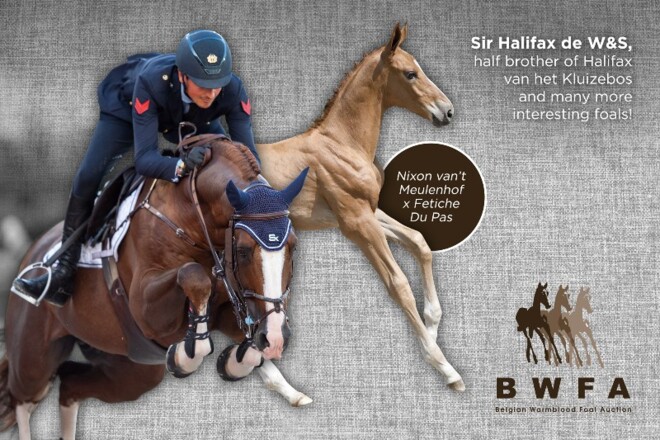 Paradepaardje exclusieve BWFA collectie