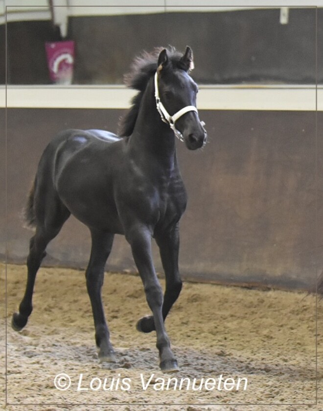 Arabo-Friese fokdag - QC Stables - 16 sept