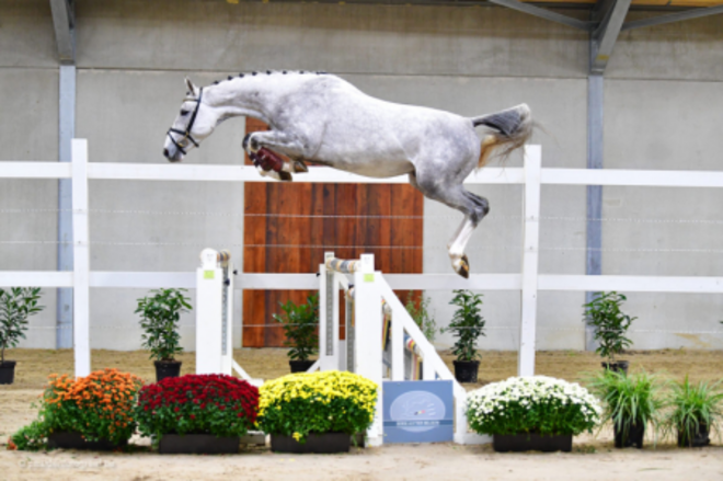 € 50.000 voor topper Horse Auction Belgium!