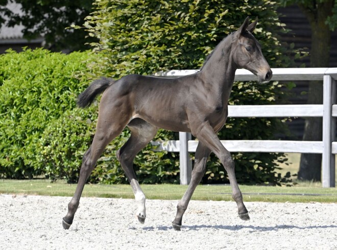 Tweemaal €38.000 tijdens tweede Zangersheide Online Foal Auction