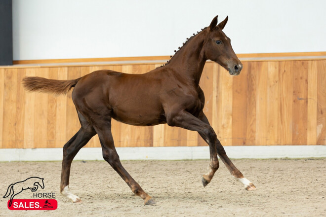 California Dreaming (v. Chacco Blue) veilingtopper €25.00