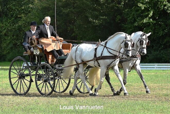 Elsegem: foto's dressuur