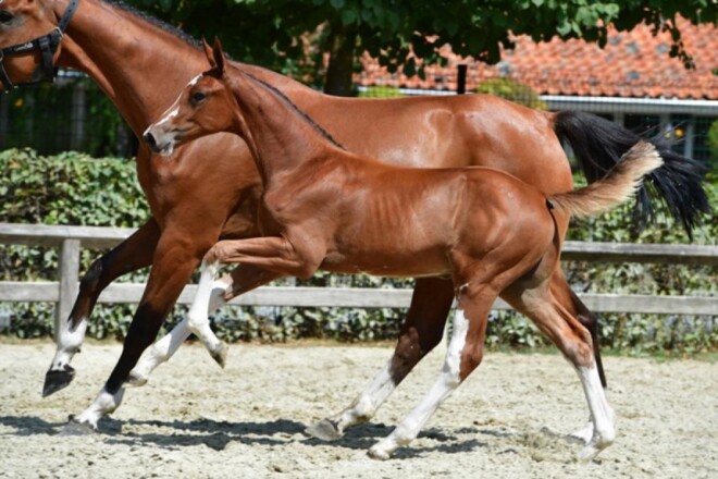 Embryo uit volle zus van Cornet Obolensky!
