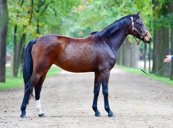 €41.000 voor embryo Chacco Blue Zangersheide
