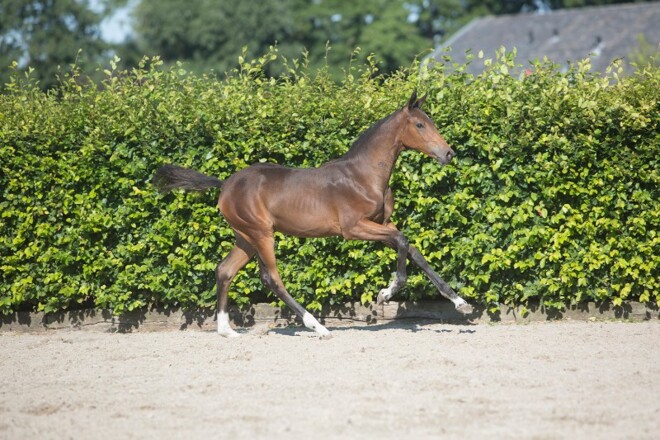 Actueel succes voor veulencollectie Borculo