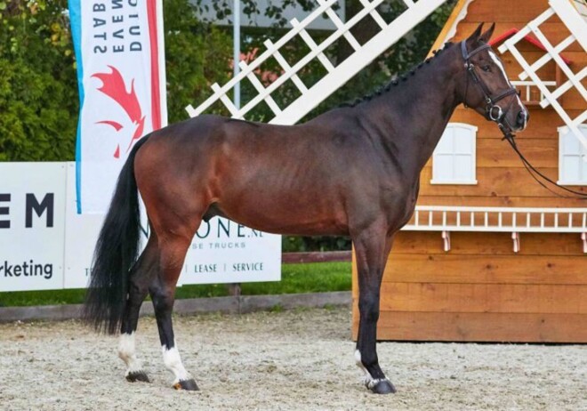 € 18.500 voor topper online eventing veiling